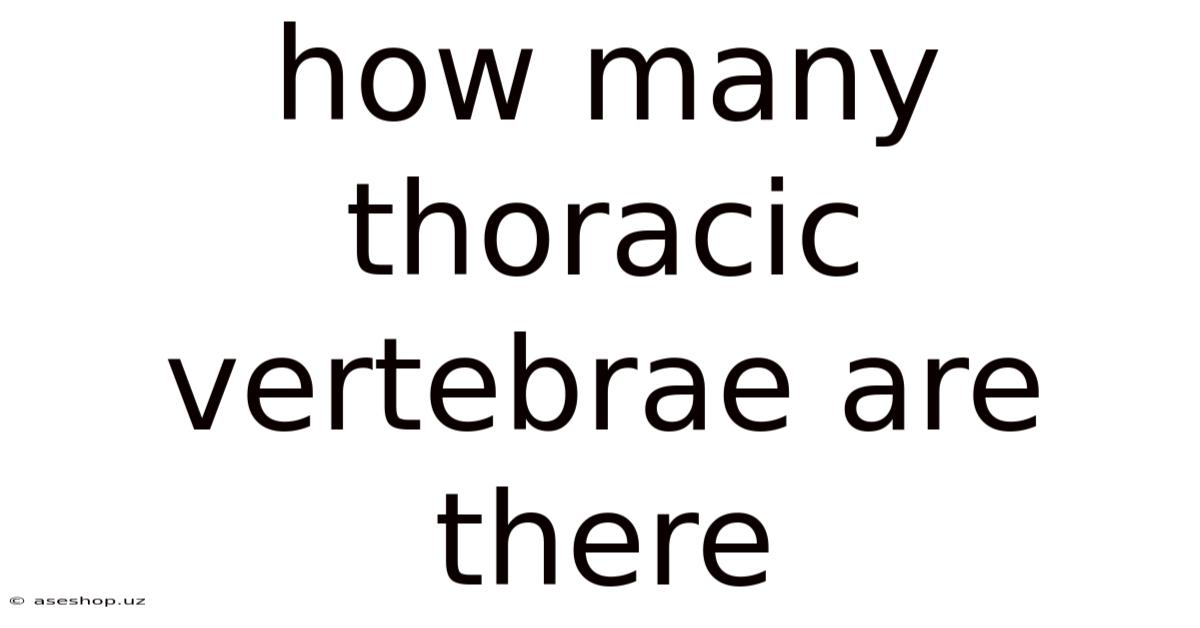 How Many Thoracic Vertebrae Are There