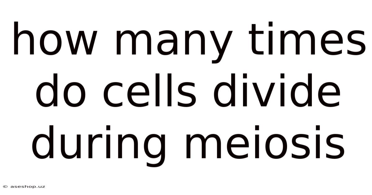 How Many Times Do Cells Divide During Meiosis