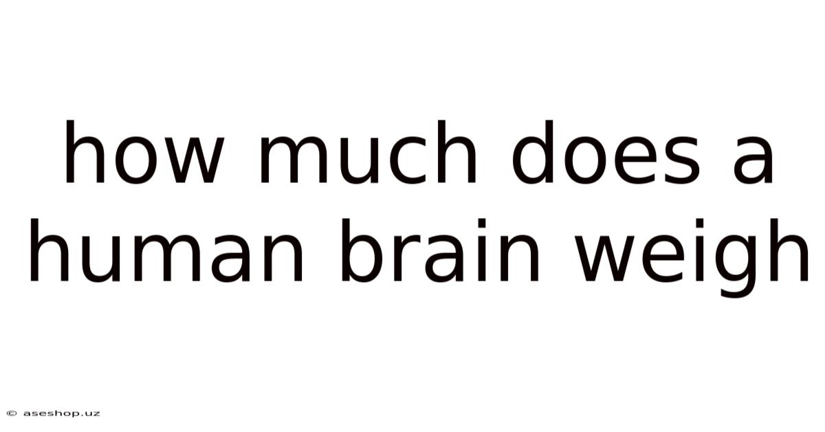 How Much Does A Human Brain Weigh