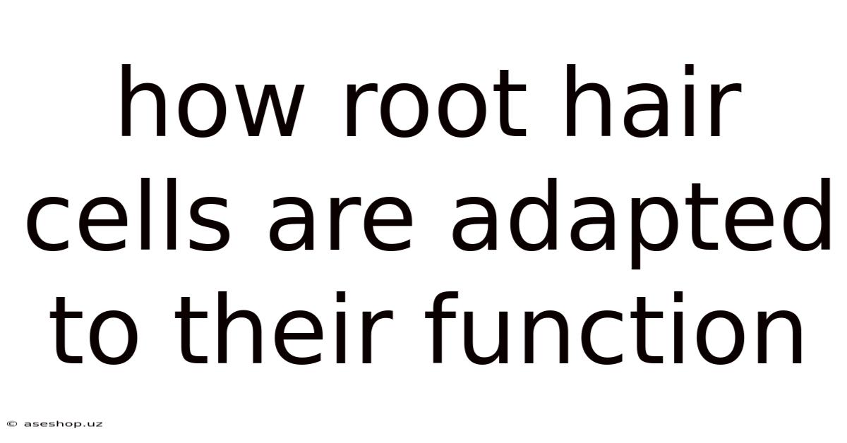 How Root Hair Cells Are Adapted To Their Function