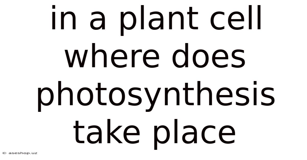 In A Plant Cell Where Does Photosynthesis Take Place