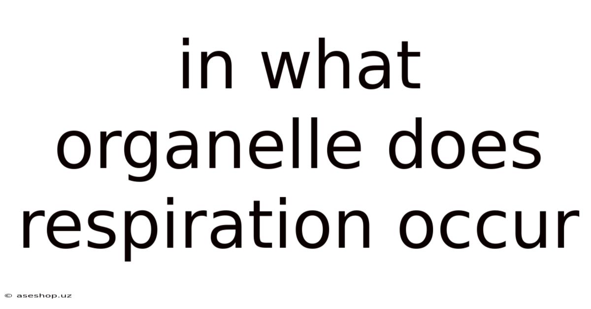 In What Organelle Does Respiration Occur
