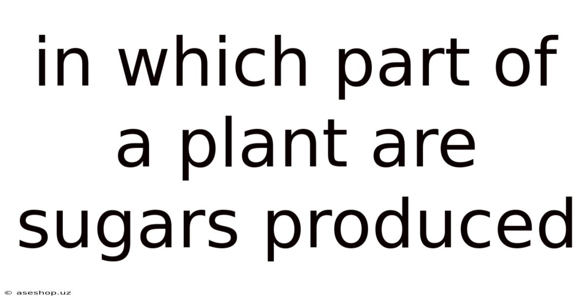 In Which Part Of A Plant Are Sugars Produced
