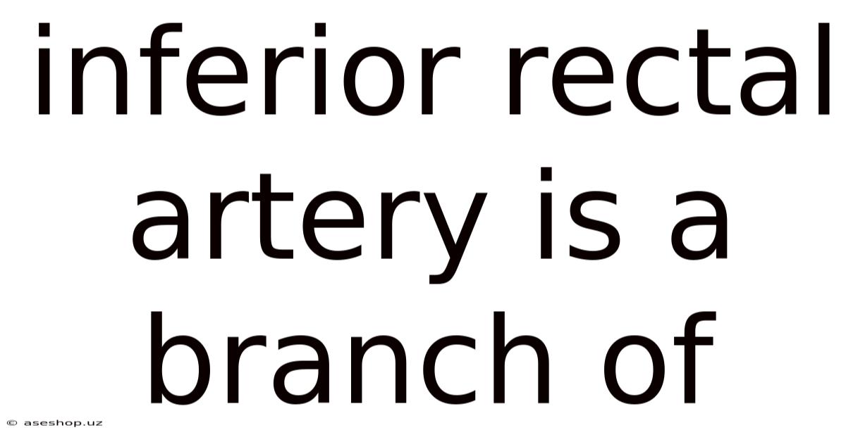 Inferior Rectal Artery Is A Branch Of
