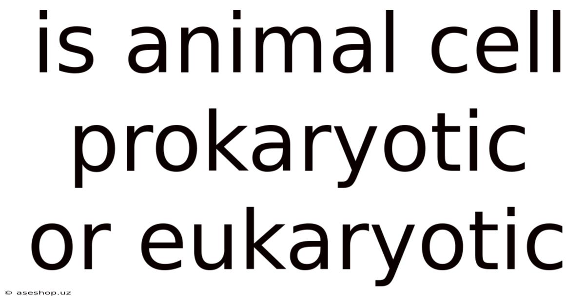 Is Animal Cell Prokaryotic Or Eukaryotic