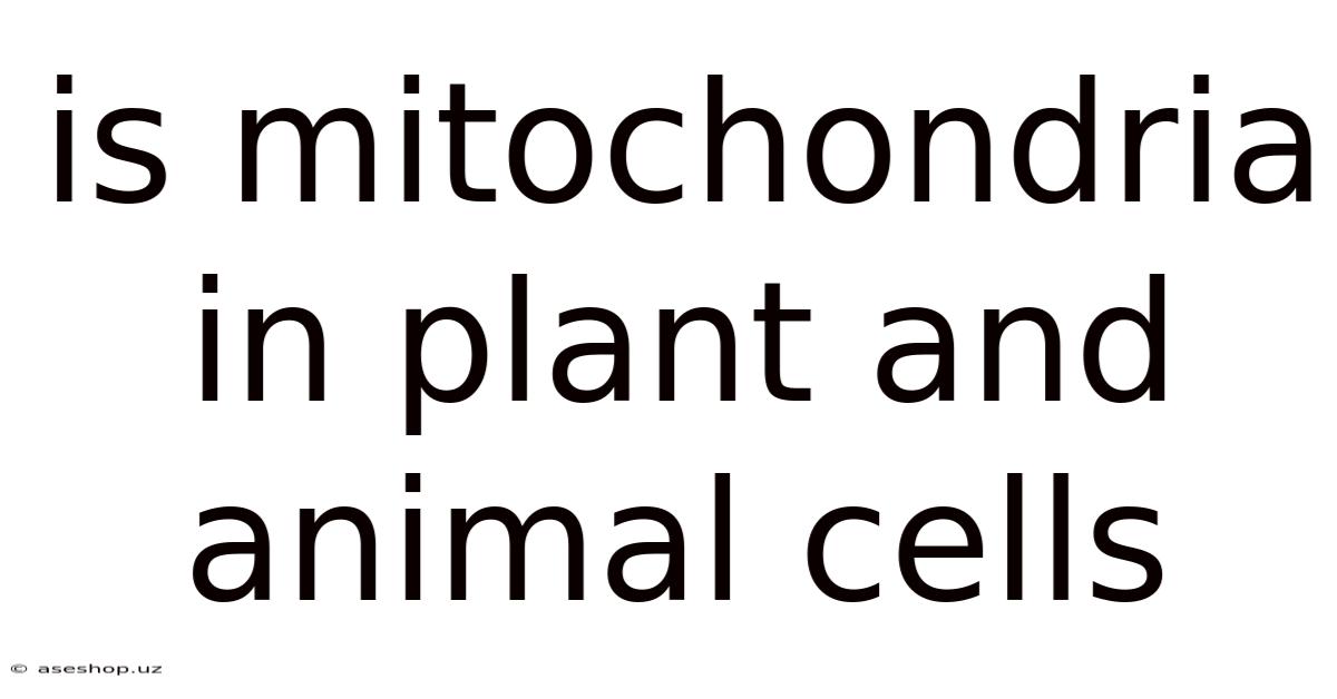 Is Mitochondria In Plant And Animal Cells