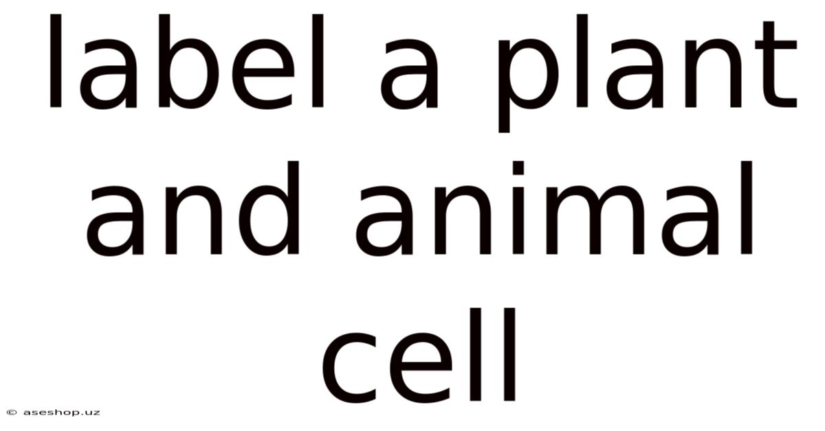 Label A Plant And Animal Cell