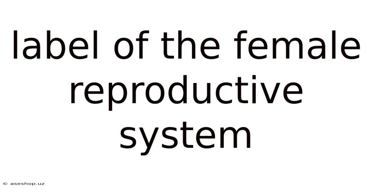 Label Of The Female Reproductive System