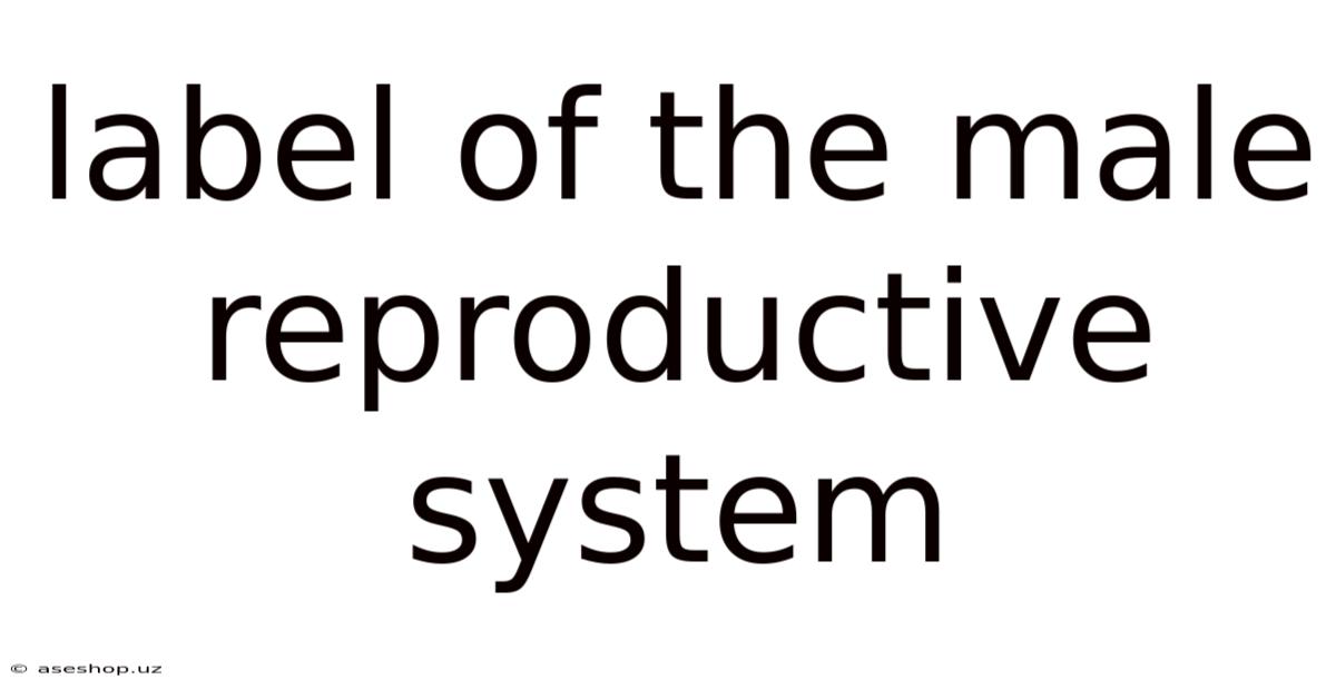 Label Of The Male Reproductive System