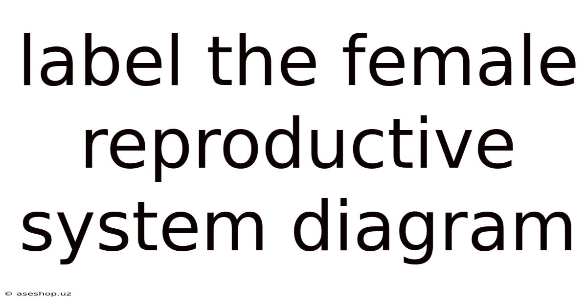 Label The Female Reproductive System Diagram