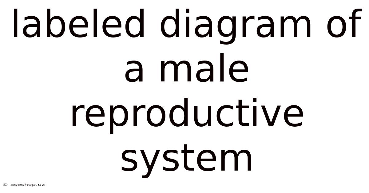 Labeled Diagram Of A Male Reproductive System
