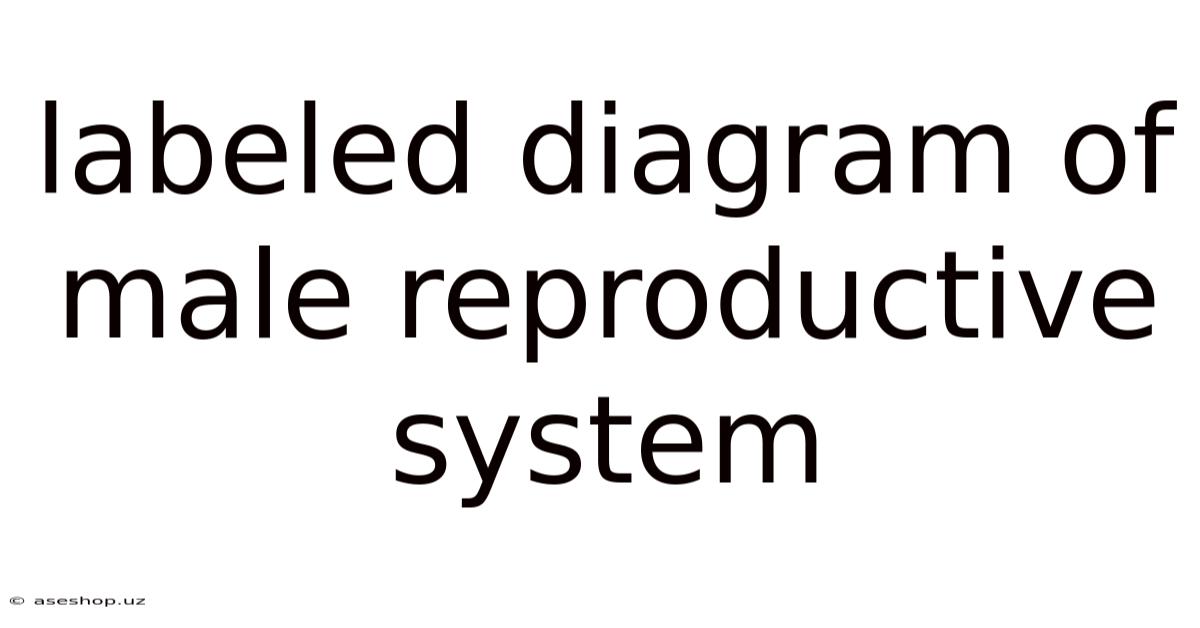 Labeled Diagram Of Male Reproductive System