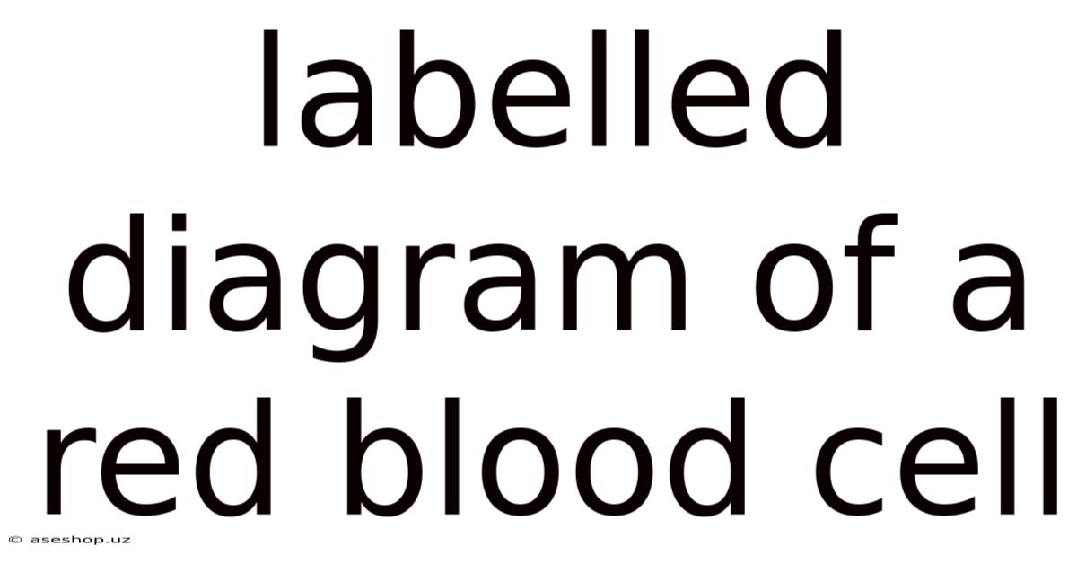 Labelled Diagram Of A Red Blood Cell