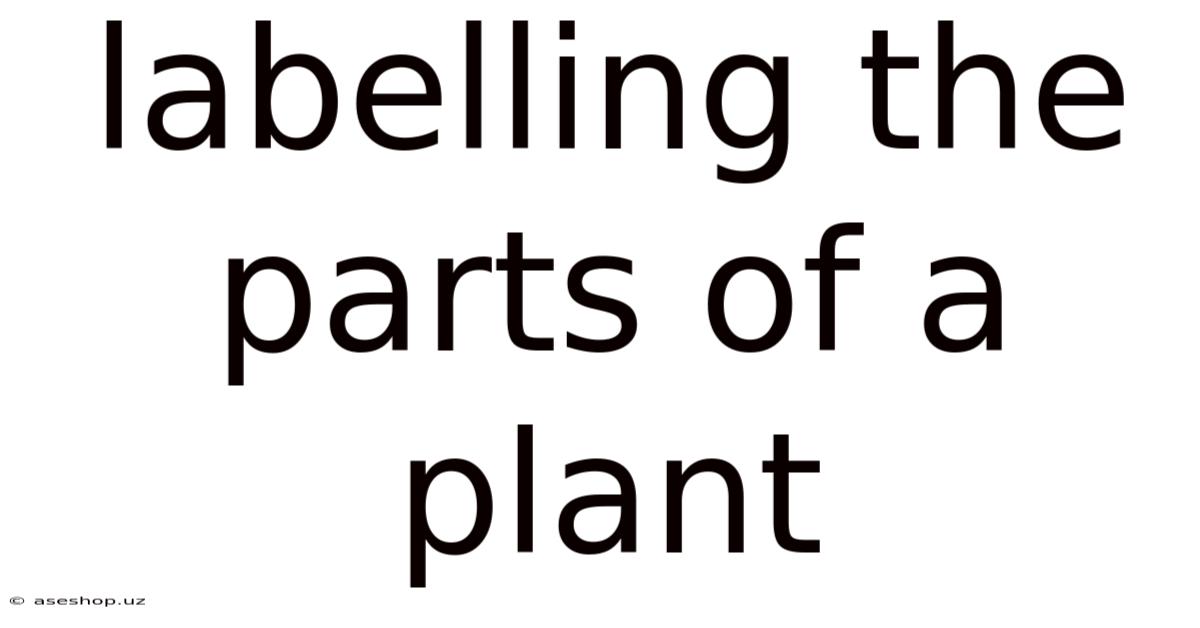 Labelling The Parts Of A Plant