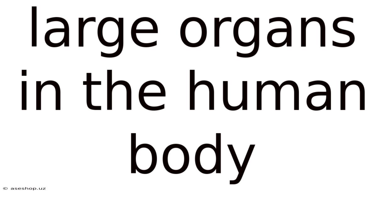 Large Organs In The Human Body