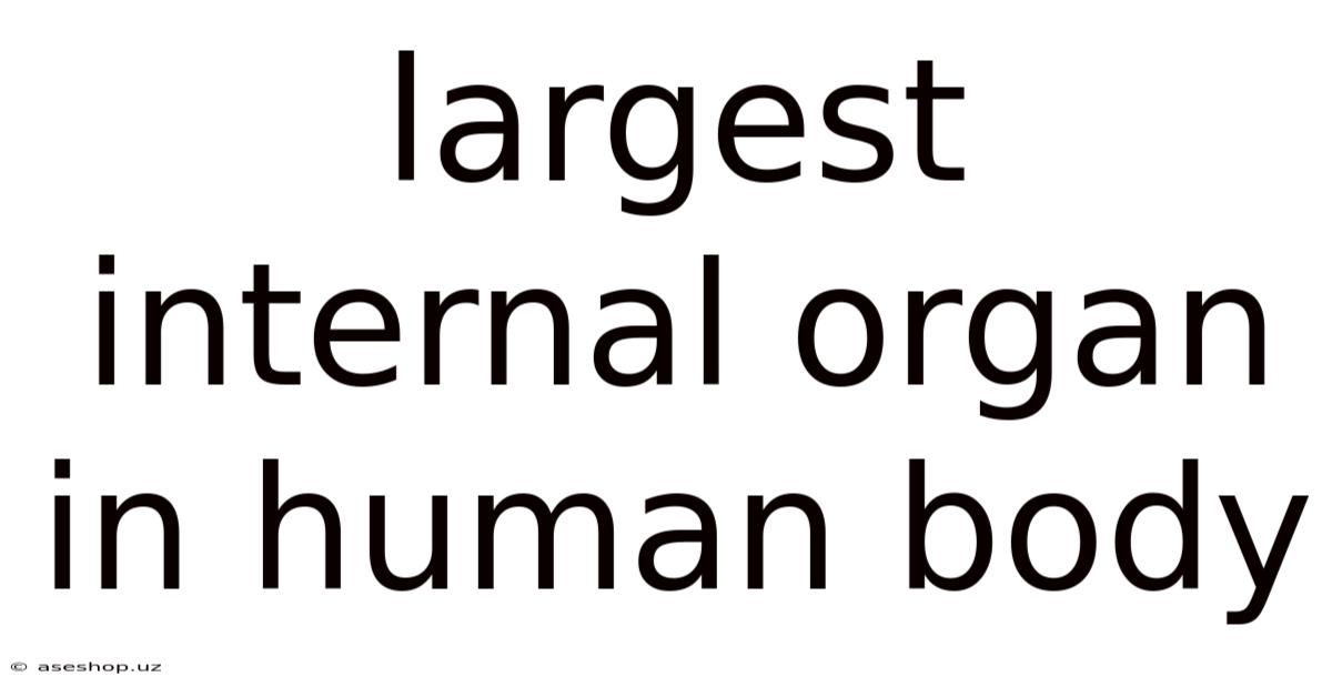 Largest Internal Organ In Human Body