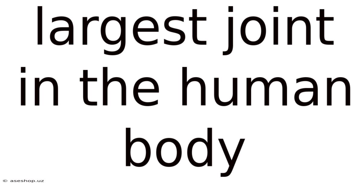 Largest Joint In The Human Body