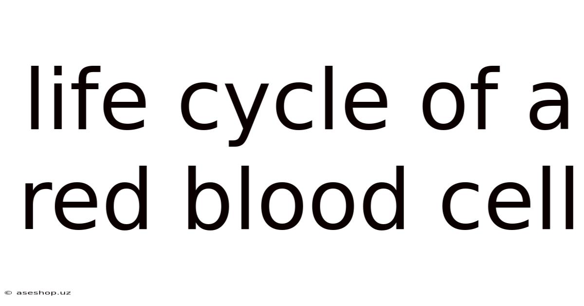 Life Cycle Of A Red Blood Cell