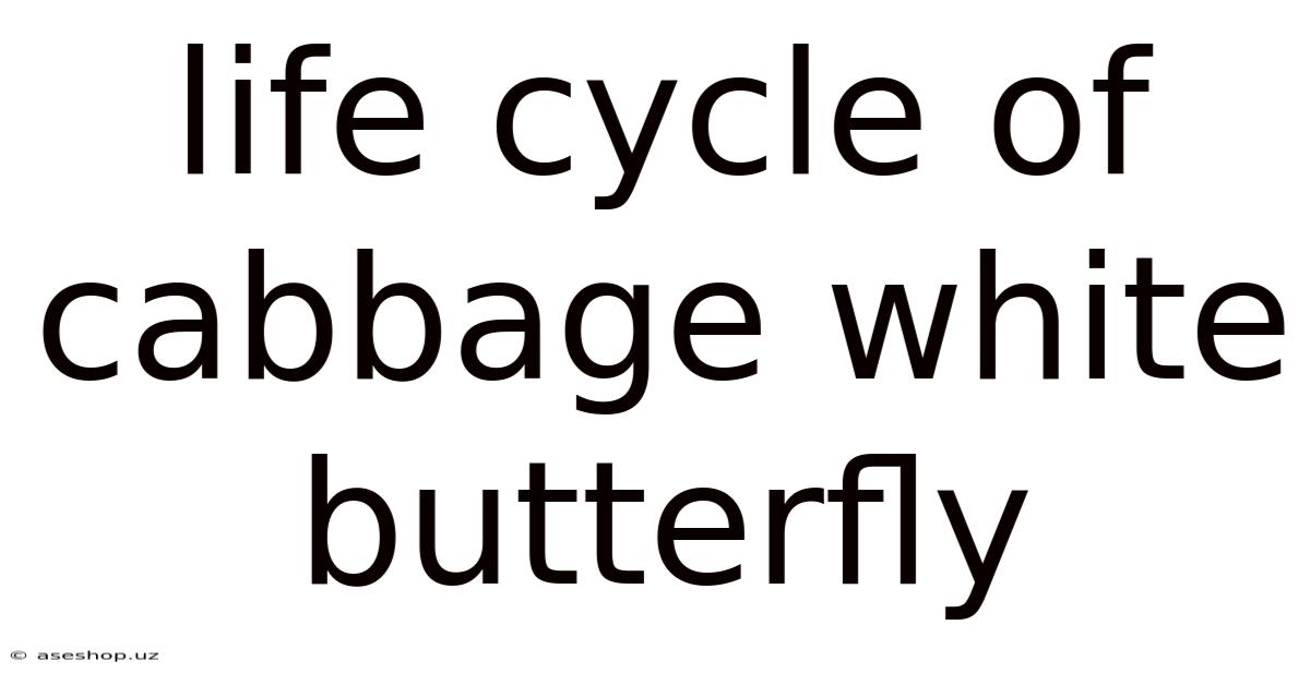 Life Cycle Of Cabbage White Butterfly