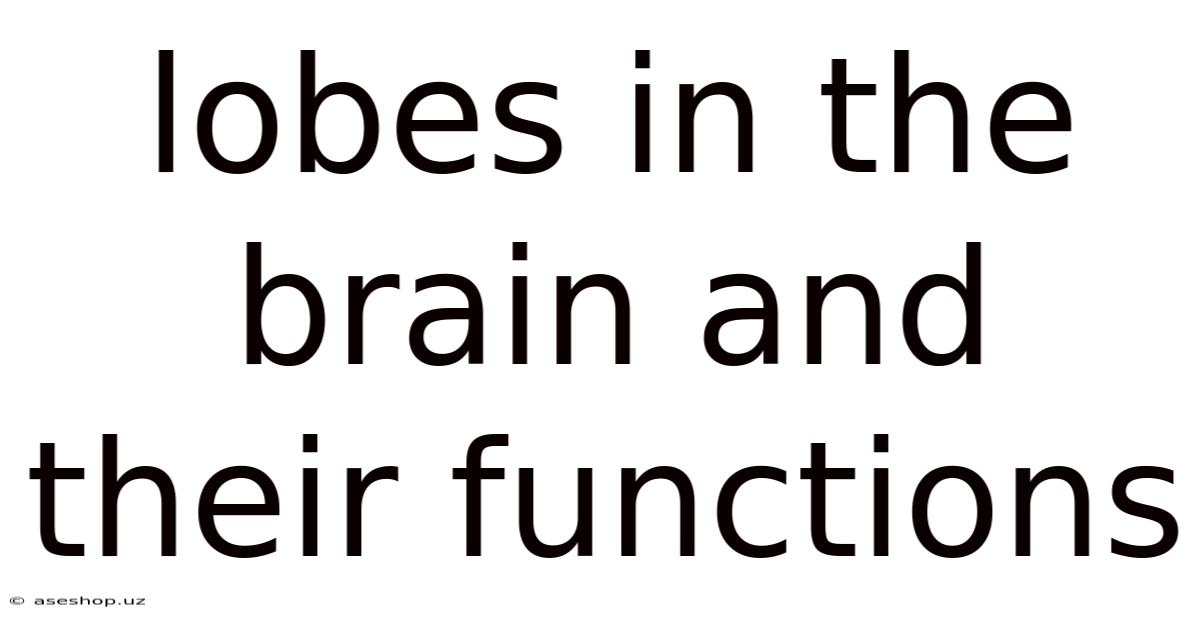 Lobes In The Brain And Their Functions