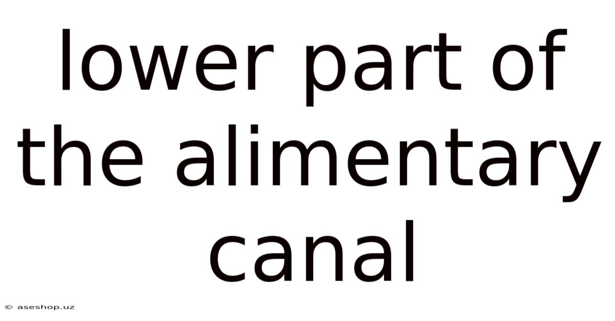Lower Part Of The Alimentary Canal