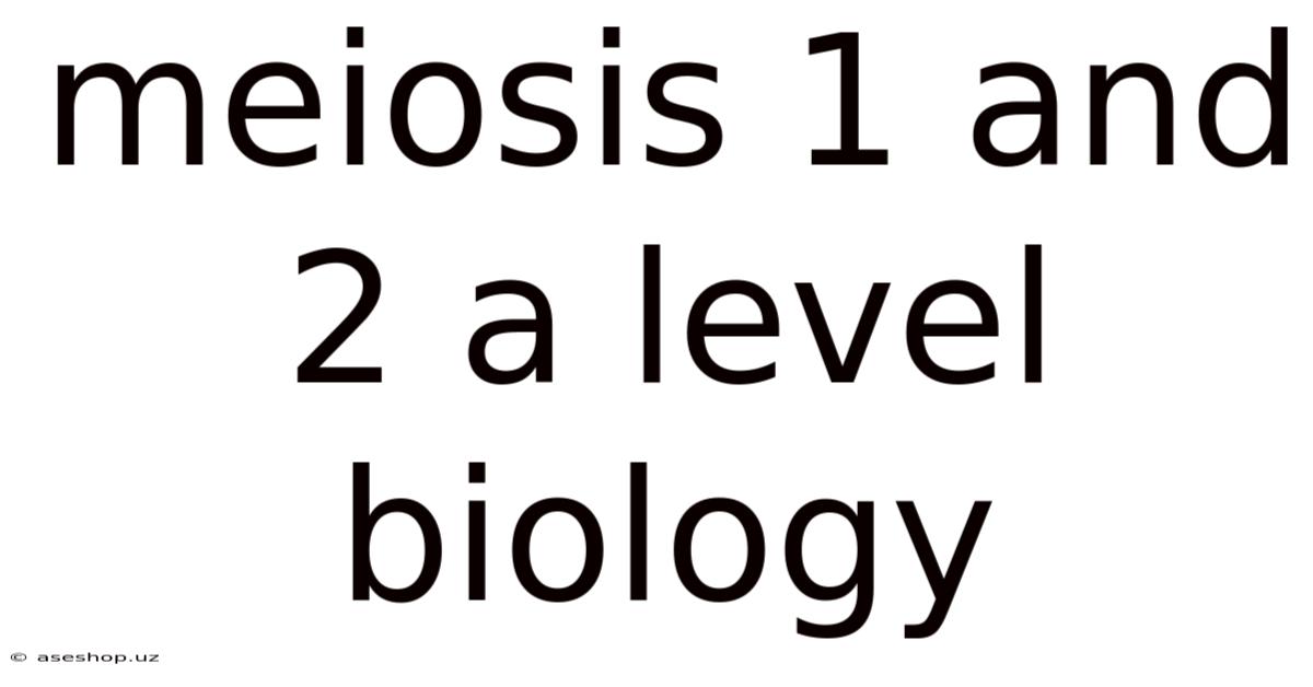 Meiosis 1 And 2 A Level Biology