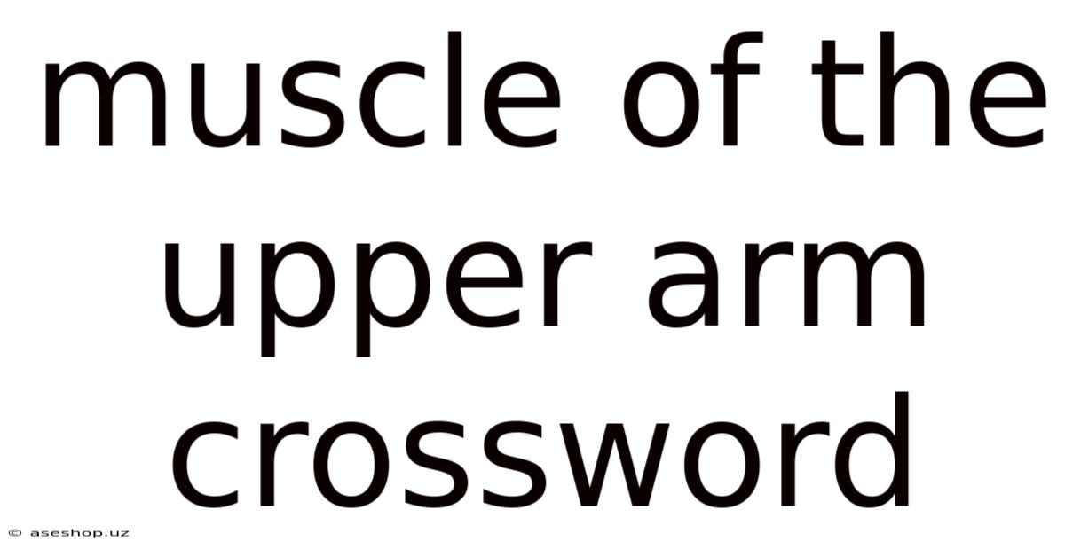 Muscle Of The Upper Arm Crossword