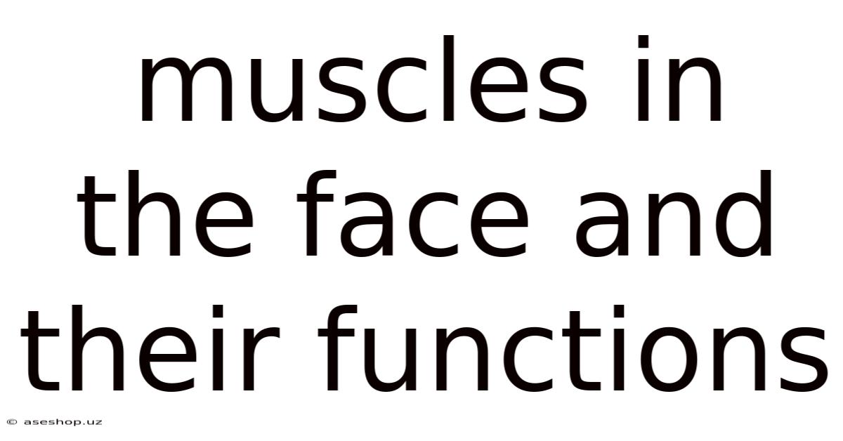 Muscles In The Face And Their Functions