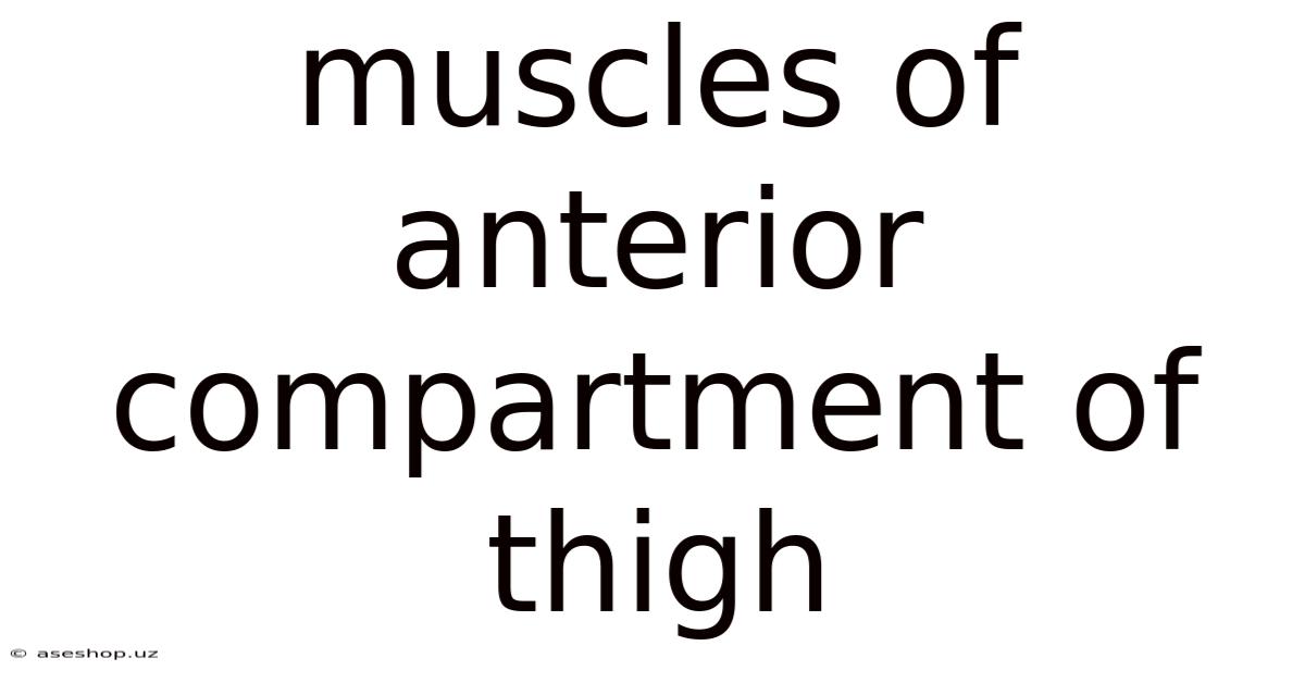 Muscles Of Anterior Compartment Of Thigh
