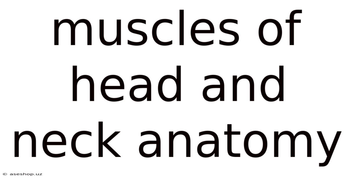Muscles Of Head And Neck Anatomy