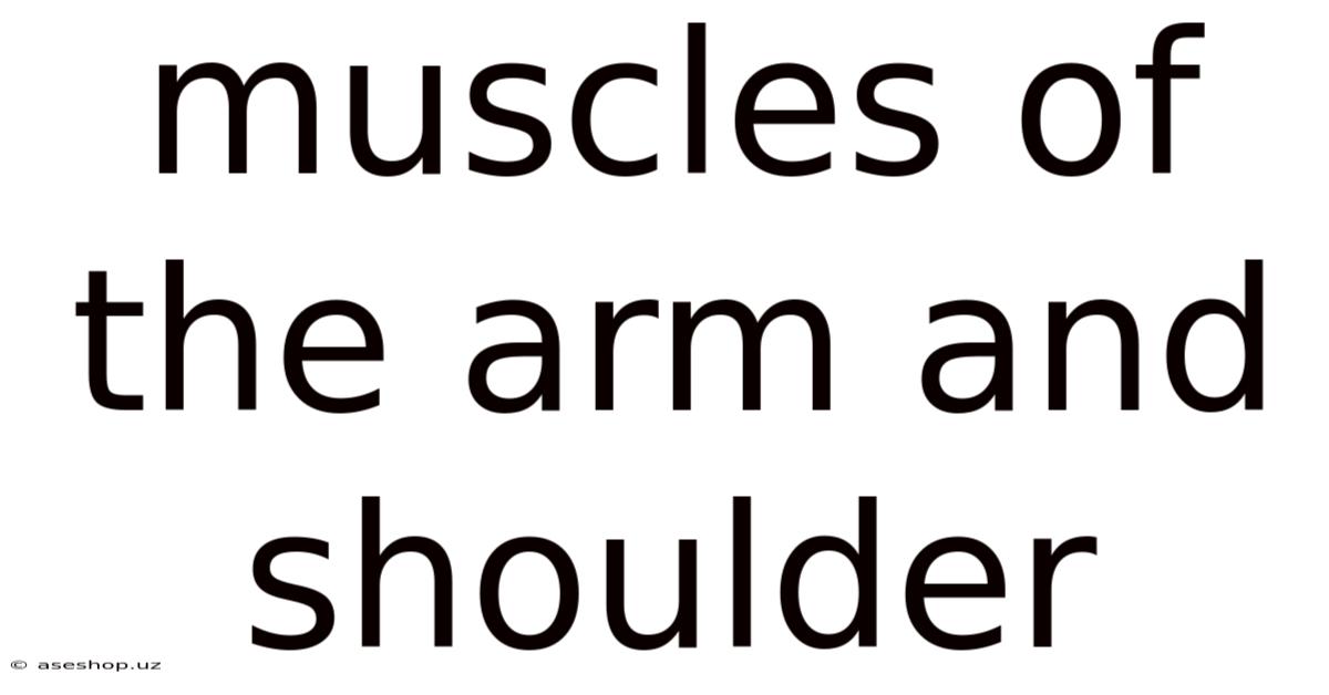 Muscles Of The Arm And Shoulder