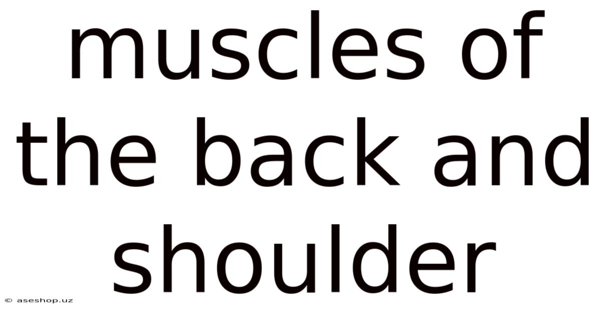 Muscles Of The Back And Shoulder