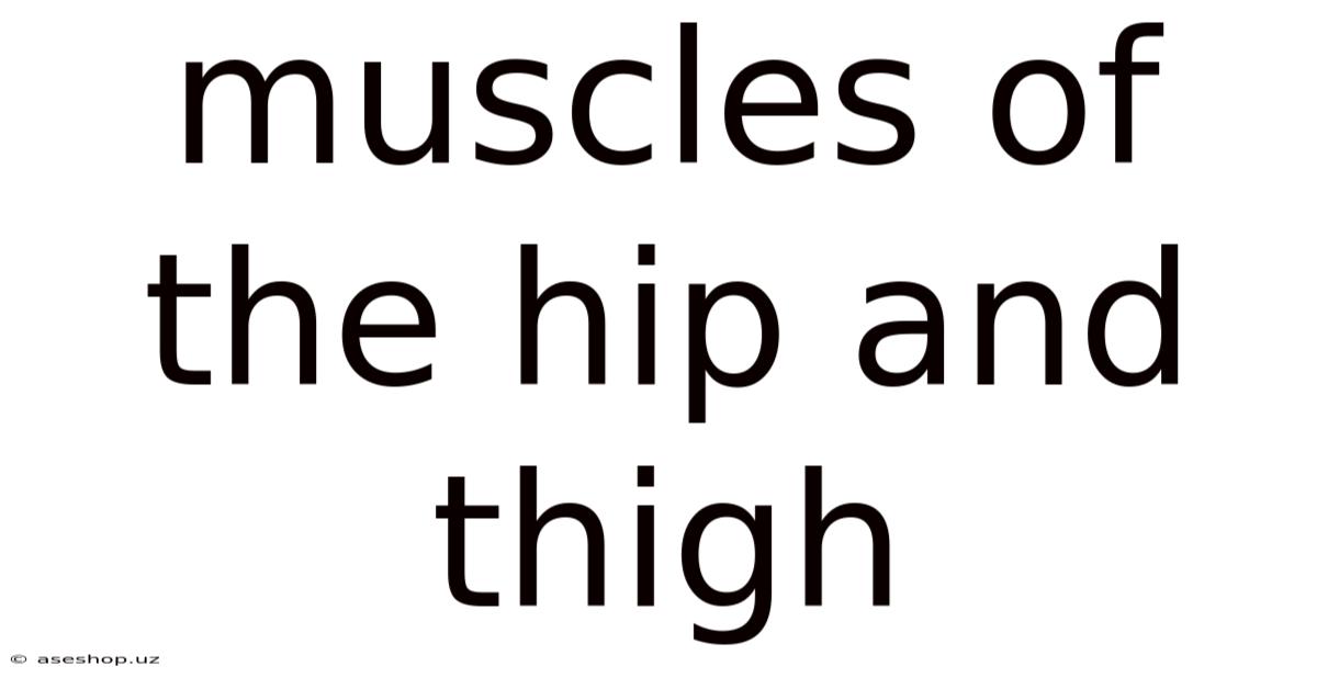 Muscles Of The Hip And Thigh