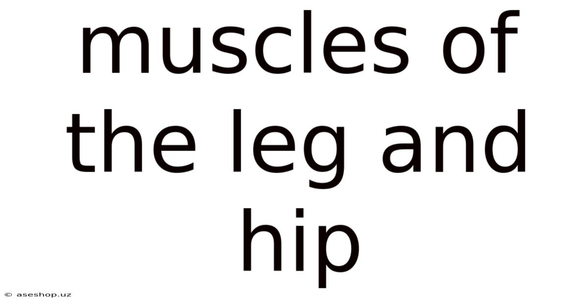 Muscles Of The Leg And Hip