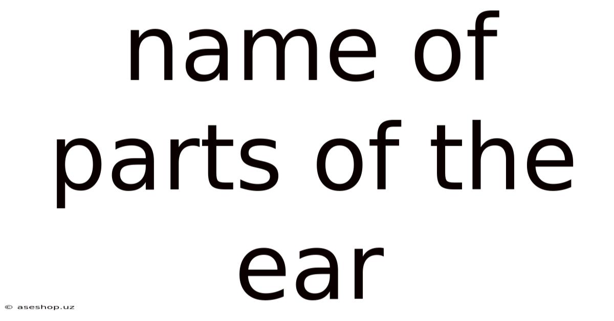 Name Of Parts Of The Ear