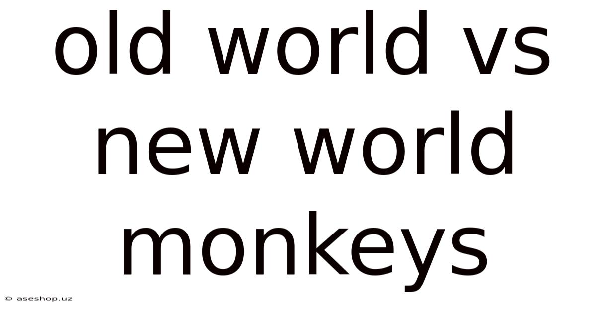 Old World Vs New World Monkeys