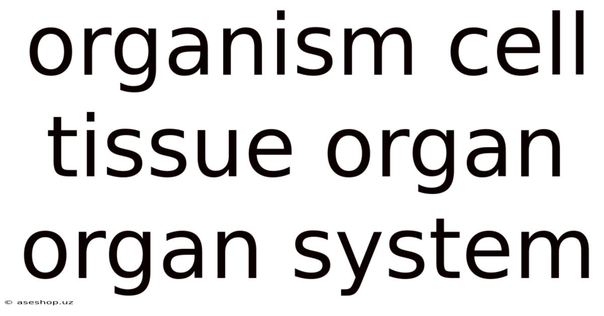 Organism Cell Tissue Organ Organ System