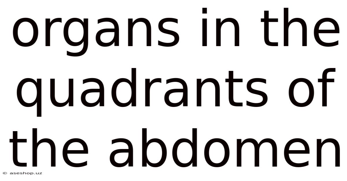 Organs In The Quadrants Of The Abdomen