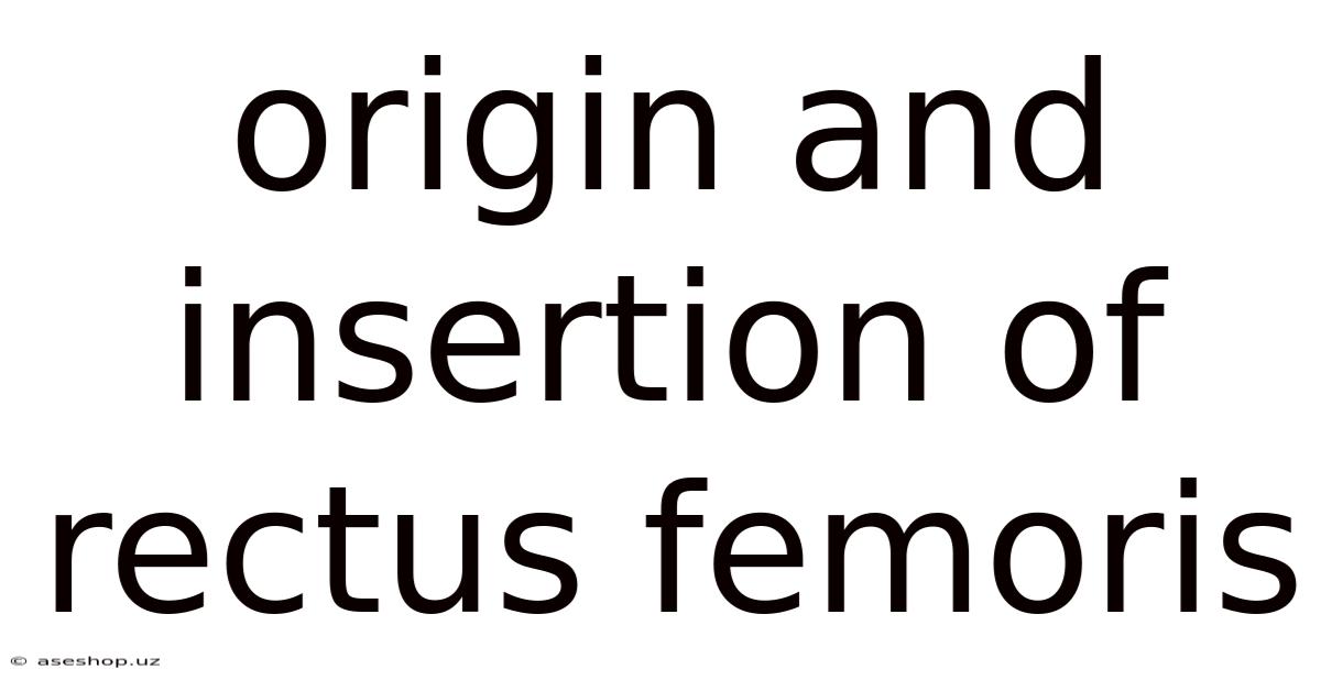 Origin And Insertion Of Rectus Femoris