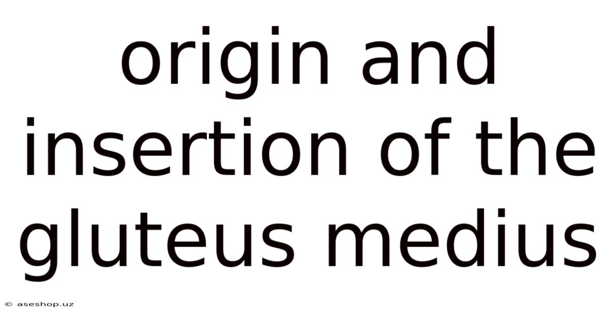 Origin And Insertion Of The Gluteus Medius