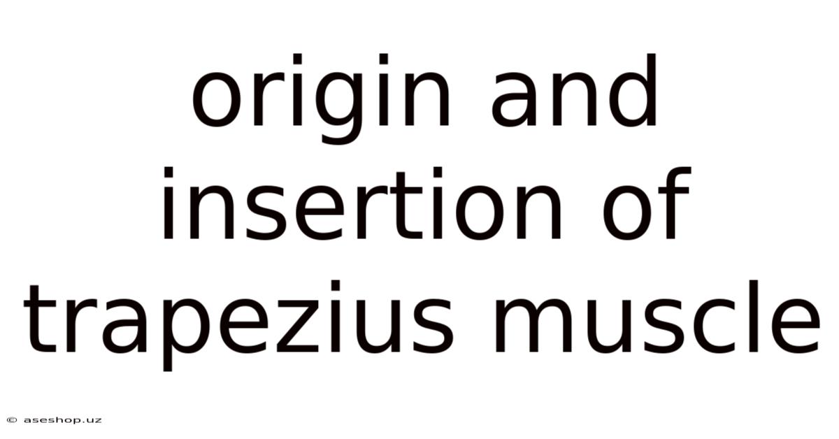 Origin And Insertion Of Trapezius Muscle