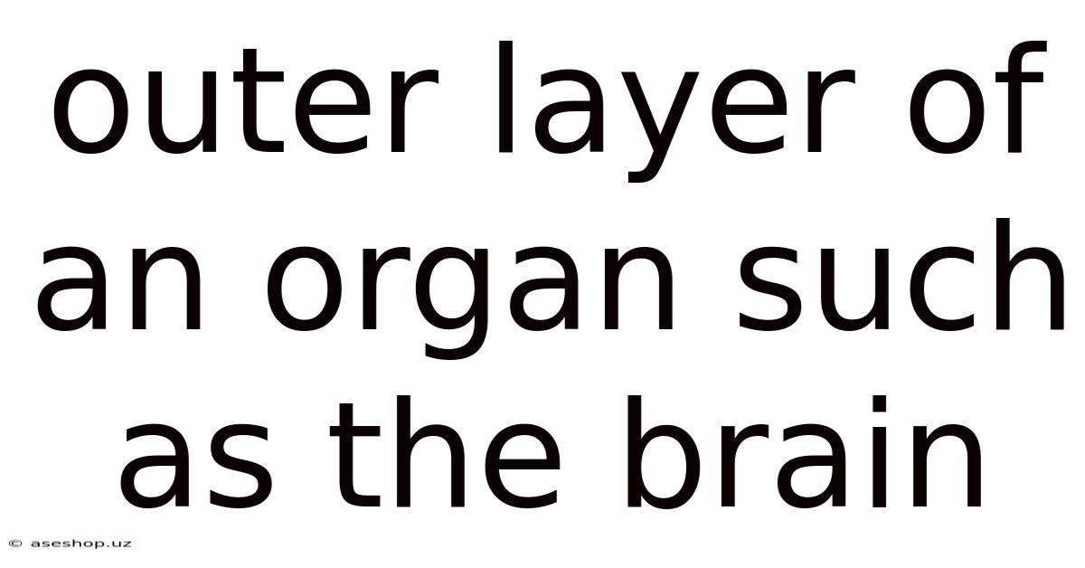 Outer Layer Of An Organ Such As The Brain