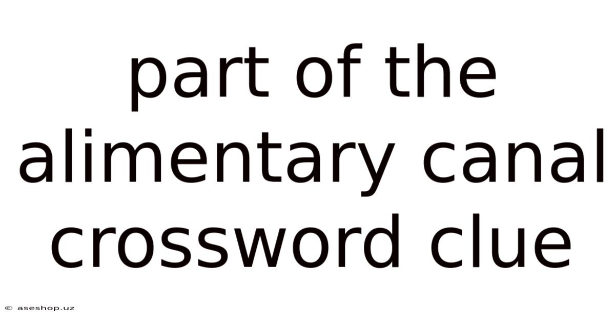 Part Of The Alimentary Canal Crossword Clue