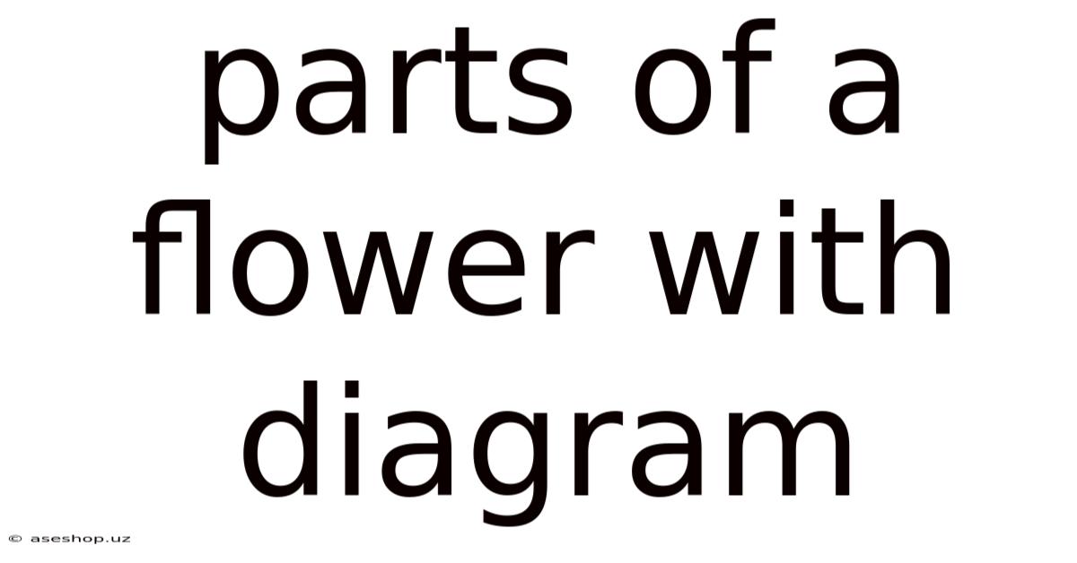 Parts Of A Flower With Diagram