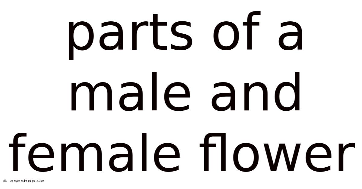 Parts Of A Male And Female Flower