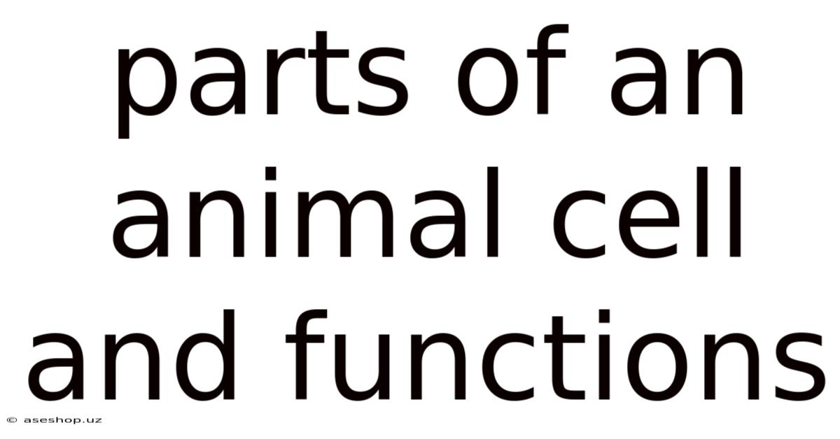 Parts Of An Animal Cell And Functions