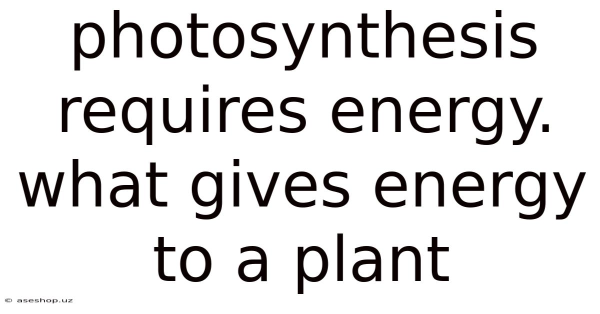 Photosynthesis Requires Energy. What Gives Energy To A Plant