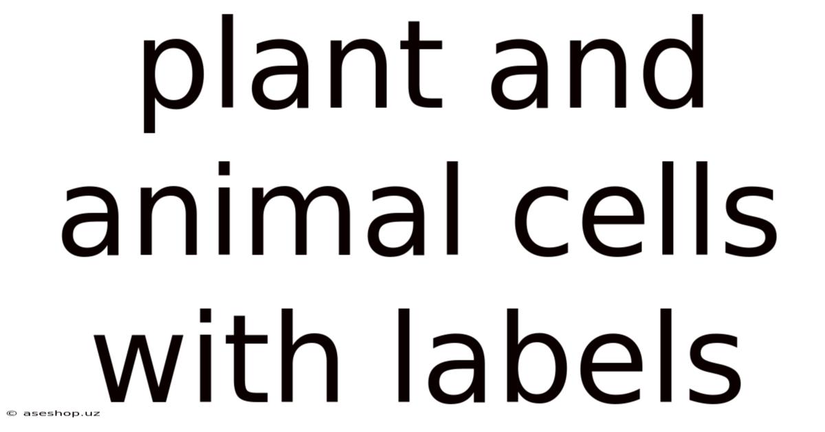 Plant And Animal Cells With Labels