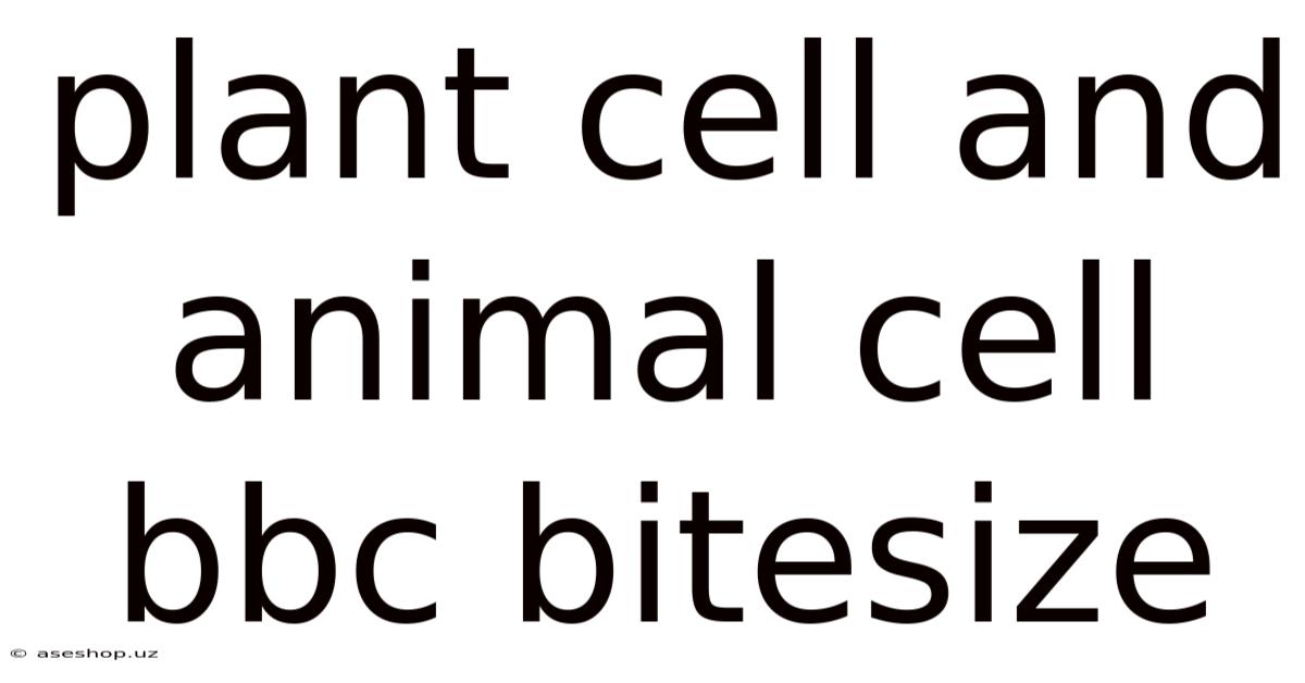 Plant Cell And Animal Cell Bbc Bitesize