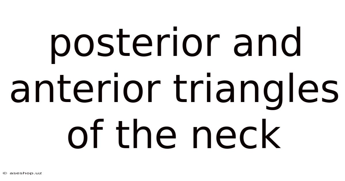 Posterior And Anterior Triangles Of The Neck